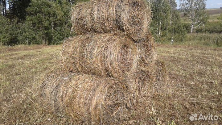 Продам сено в рулонах