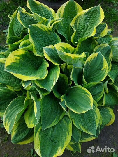 Хосты, много разных