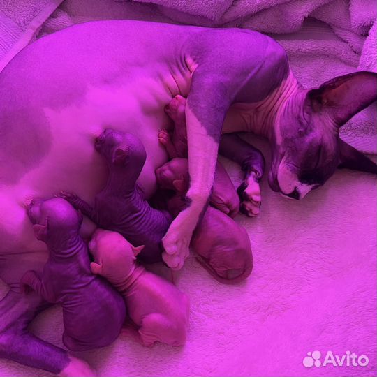 Канадский сфинкс