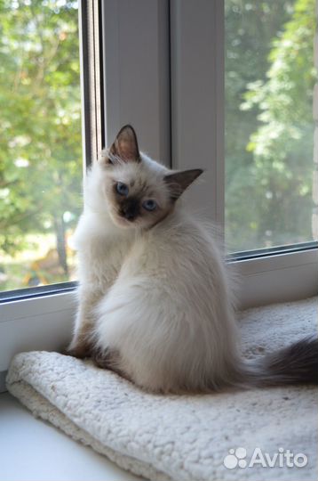 Малышка Хильда