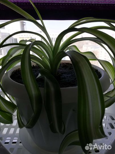 Цветы комнатные