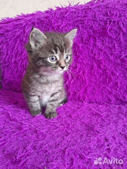 Отдам котенка в добрые руки