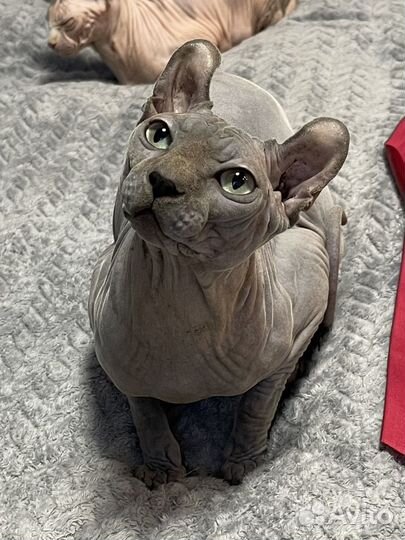 Канадский сфинкс эльф