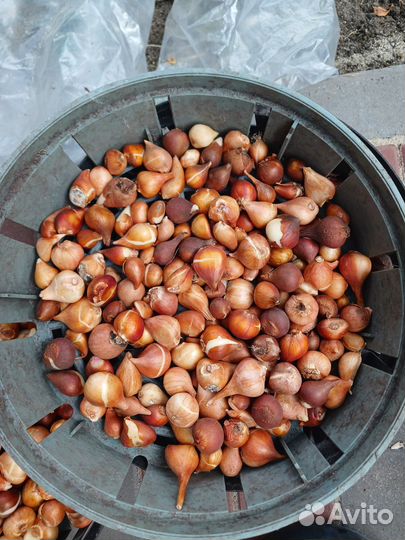 Луковицы тюльпанов