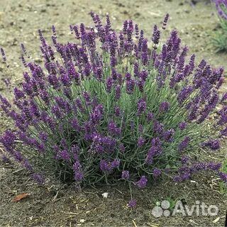 Лаванда саженцы