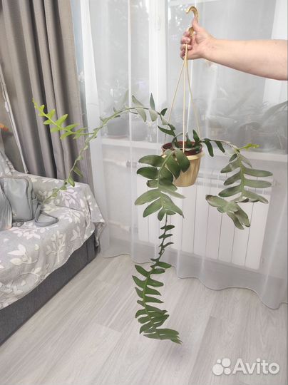 Эпифиллум Марниера