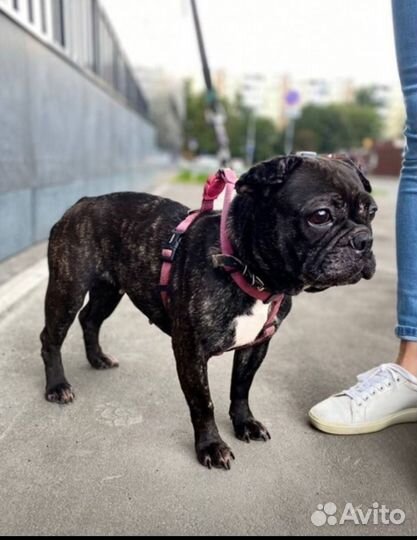 Французский бульдог бесплатно