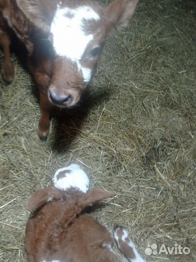 Телята(тёлочки)