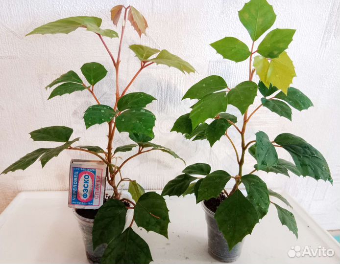 Комнатные цветы