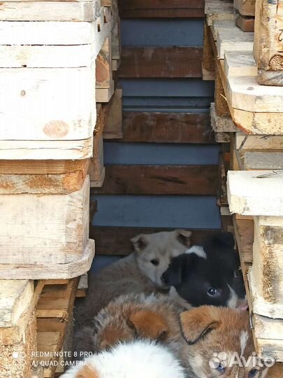 Собака в добрые руки отдам бесплатно
