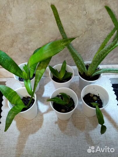 Алоэ продам или обменяю на суккулент