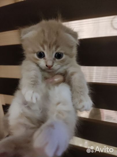 Шотландская