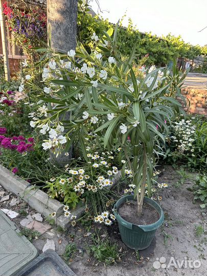 Олеандр белый
