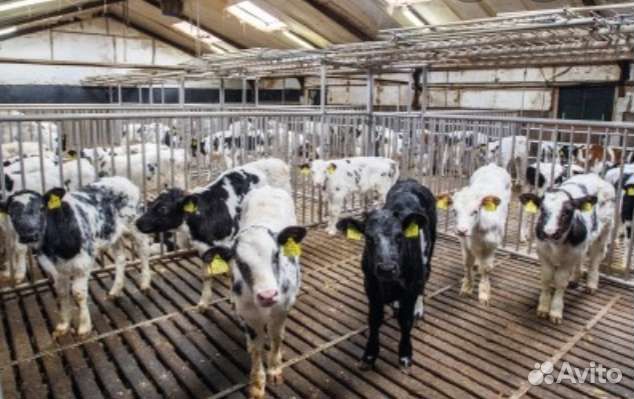 Бычки и телята