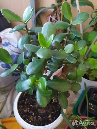 Комнатные растения