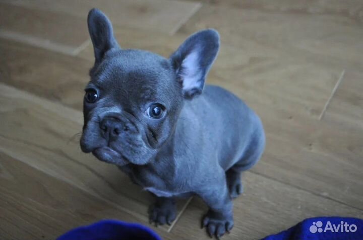 Французский щенок голубой