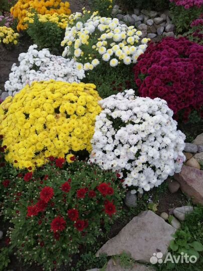 Хризантема мультифлора шаровидная, чере