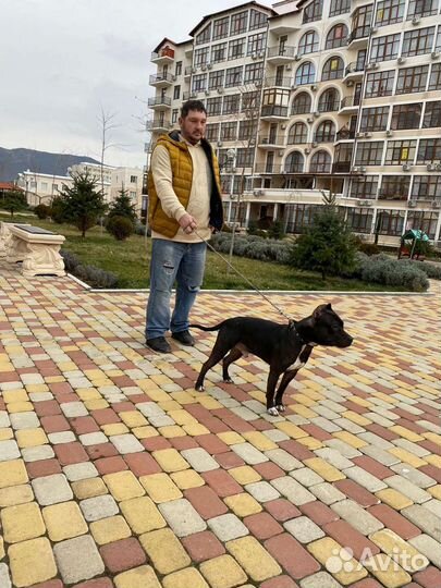 Передержка собак