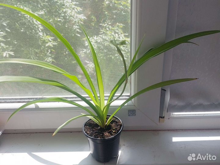 Хлорофитум