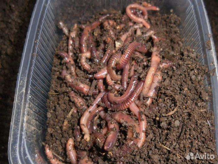 Червь навозный