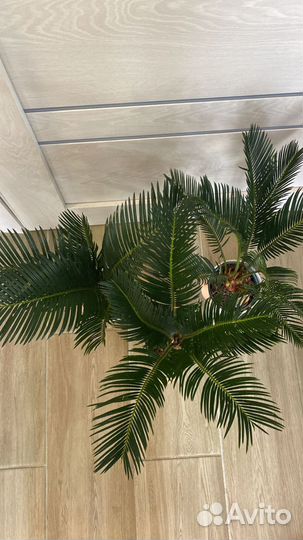 Пальма цикас