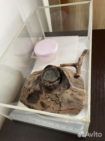 Ящерица эублефар