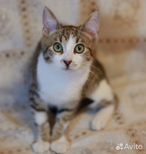 Котёнок на удачу