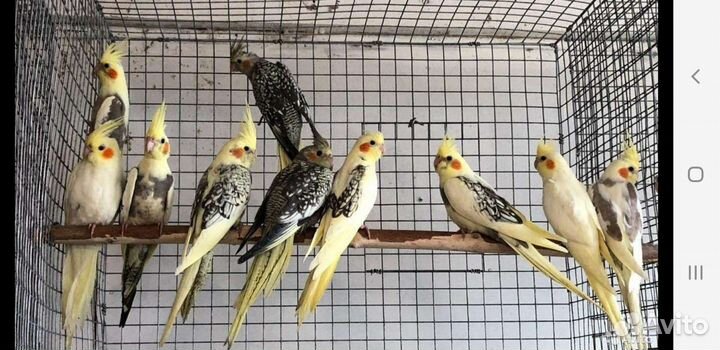 Попугай корелла с первых рук