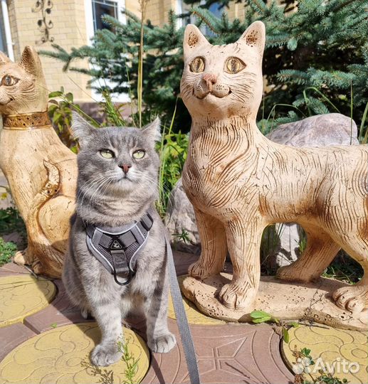 Кот Никанор в дар