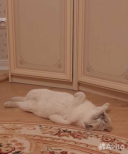 Передержка домашних животных, выгул собак)