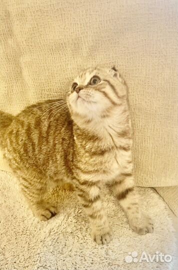 Шотландская кошка