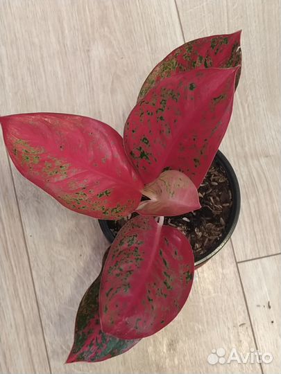 Аглонема Саб Монгол (Sab Mongkol)