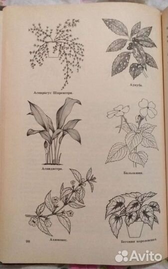 Комнатные растения в школе. Н.И.Клинковская