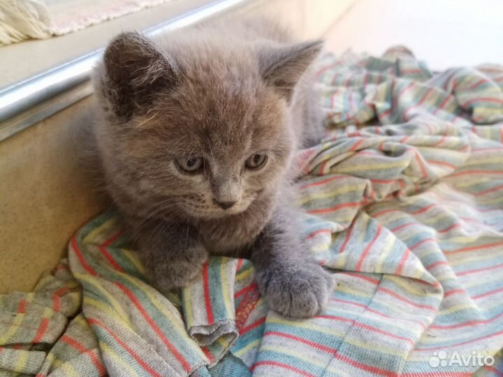 Котята в дар бесплатно