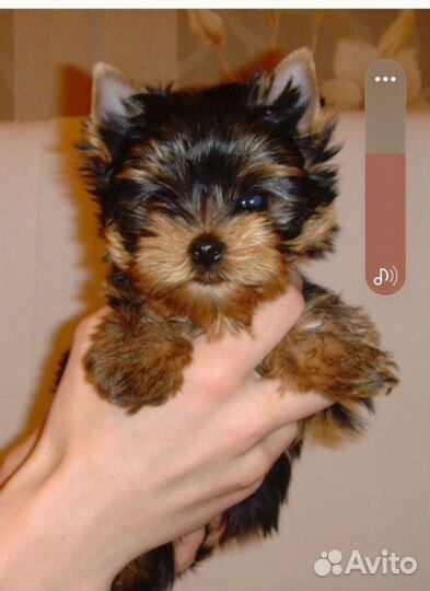 Йоркширский терьер щенки