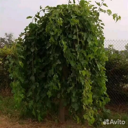 Саженцы