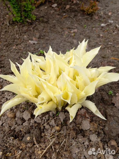 Хосты в ассортименте