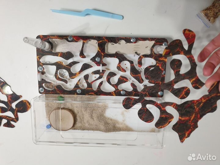 Муравьиная ферма