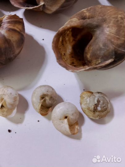 Панцари от Улиток