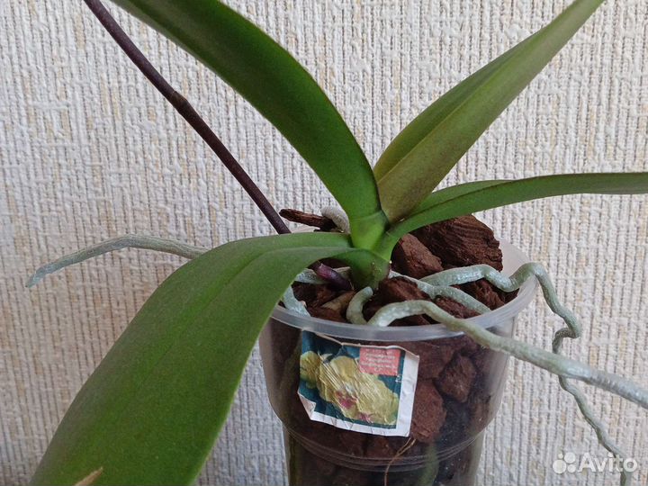 Фаленопсис