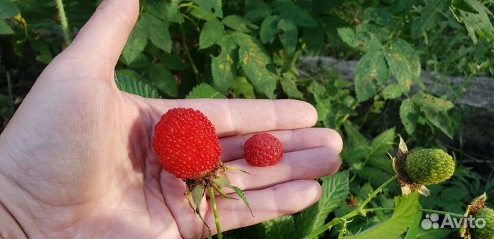 Малина норвежская тибетская