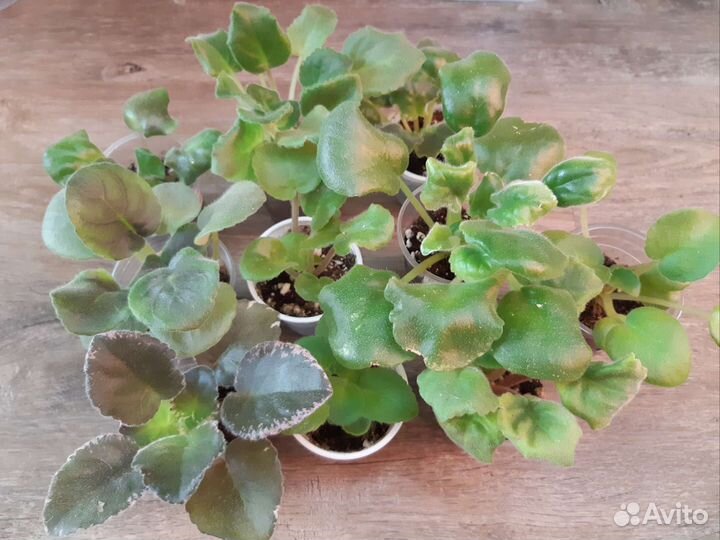 Фиалки комнатные детки набор