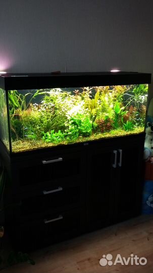 Аквариум