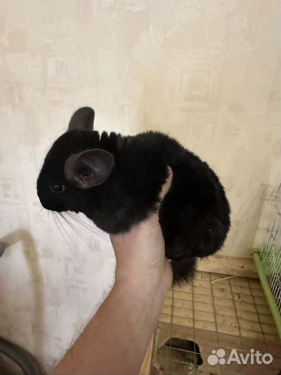 Шиншилла семья