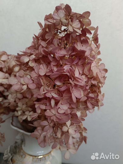 Гортензия сухоцвет