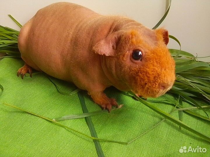 Морская свинка Скинни