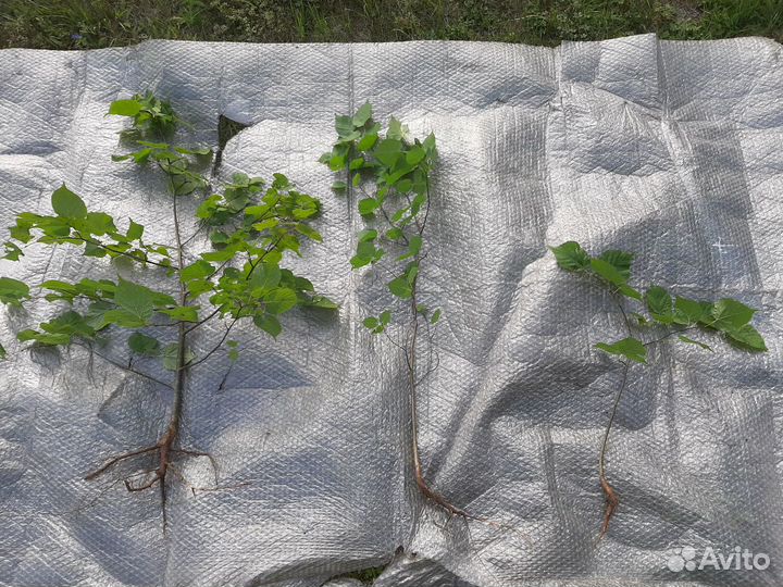 Саженцы Липа,Рябина,Дуб,Берёза