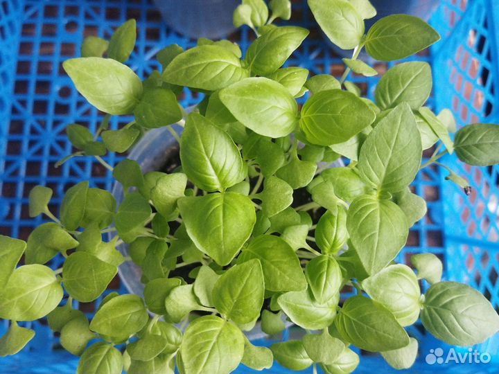 Базилик рассада