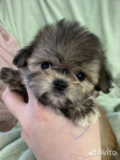 Мальчи Щенок мини Ф1