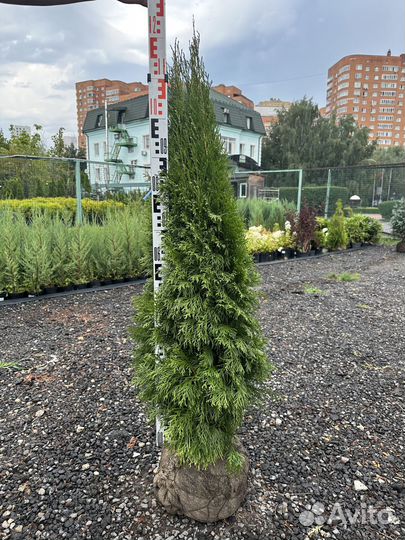 Туя смарагд 140-160